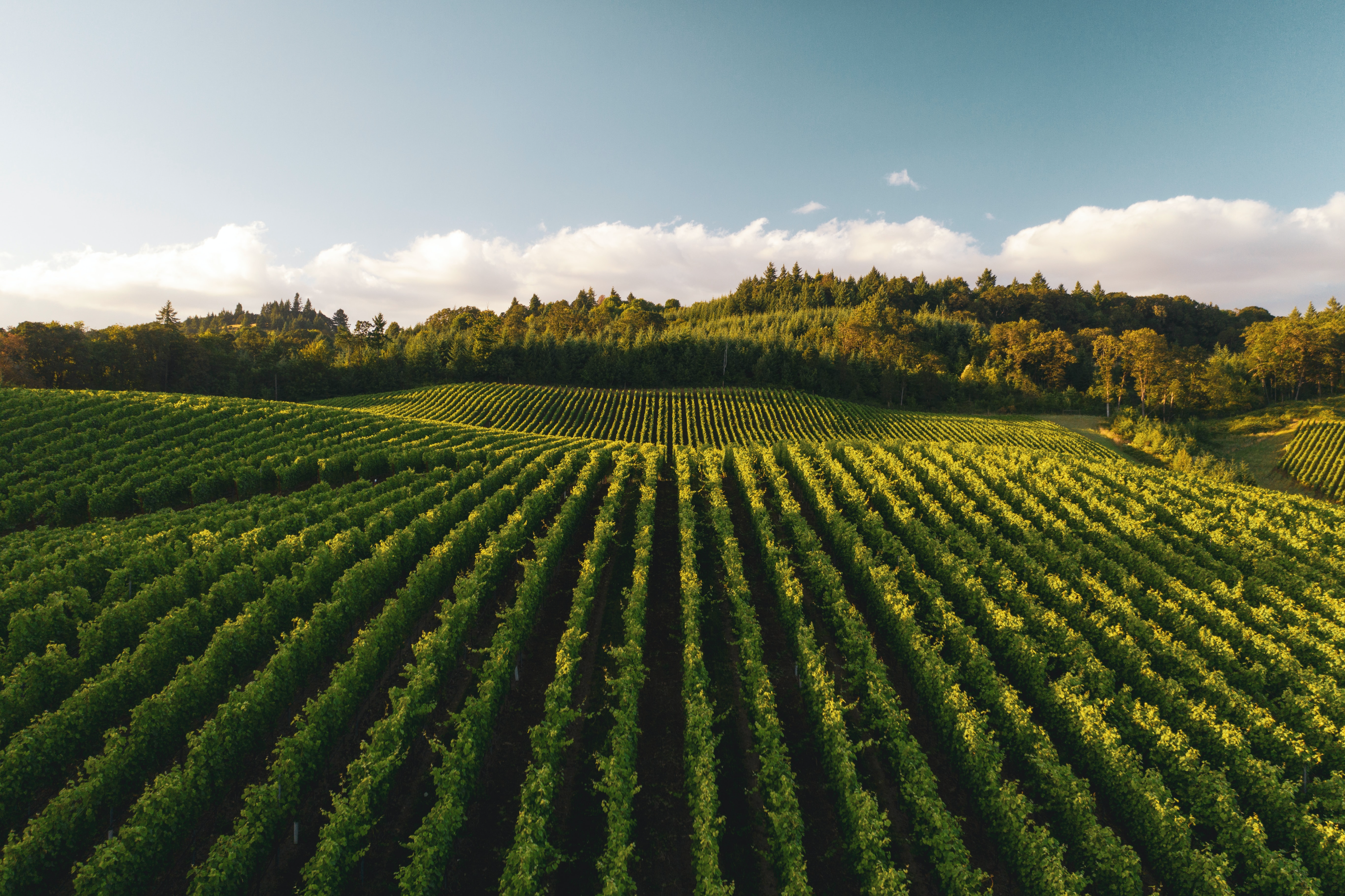 Vineyard